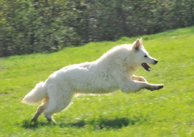 oglasi, Beli vajcarski ovar, dugodlaka enka 